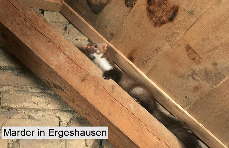 Marder in Ergeshausen